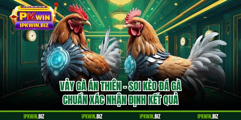 Vảy Gà Án Thiên - Soi Kèo Đá Gà Chuẩn Xác Nhận Định Kết Quả